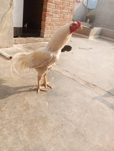 Pakistan aseell ha kmall ki chiz ha