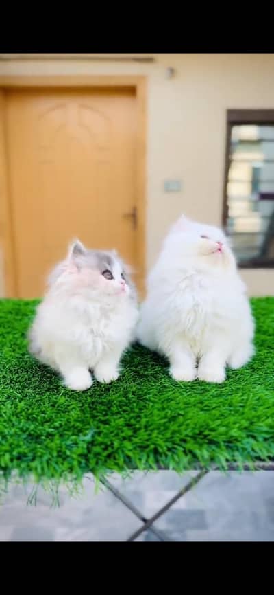 CUTE PERSIAN KITTENS  Persian Kitten for sale Whatsapp 0325 9746891