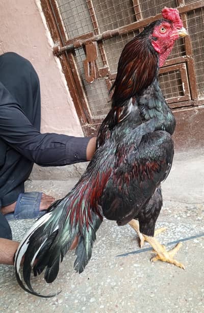 aseel murga lakha 03498200770