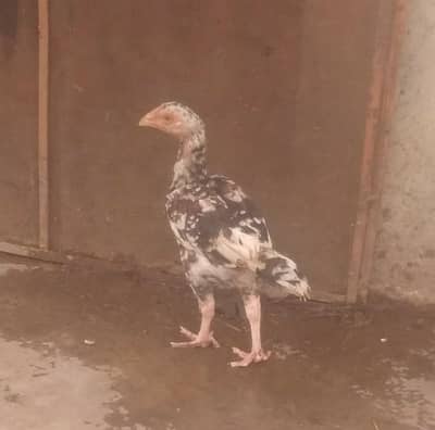 aseel chuzza for sale urgent