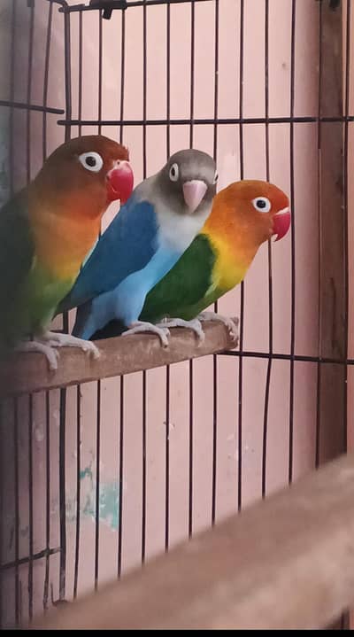 2 pair of love birds 2 small parrot