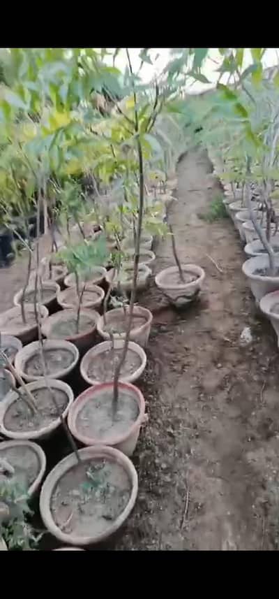 Neem tree for sale