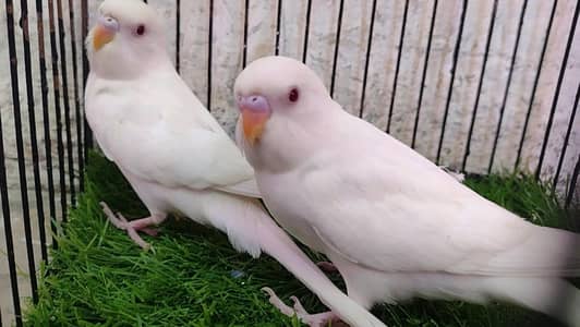Australian budgie bajri chick's phatay Red eye's pair