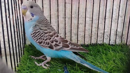 Australian budgie bajri Male's & Fawn Red Pied Dove Female