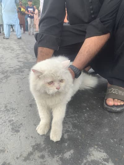 Persian Cat