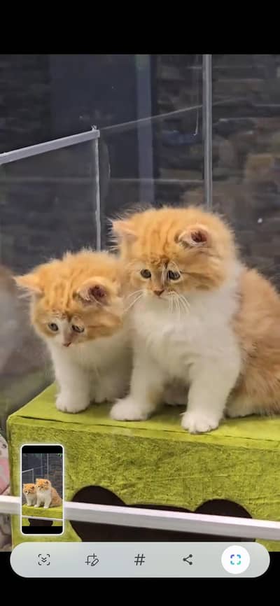 CUTE PERSIAN KITTENS  Persian Kitten for sale Whatsapp 0325 9746891
