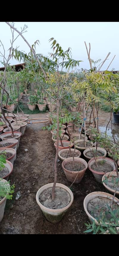Neem tree for sale