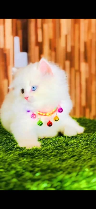 CUTE PERSIAN KITTENS  Persian Kitten for sale Whatsapp 0325 9746891
