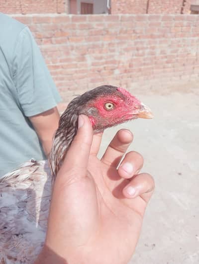 Aseel murgi for sale