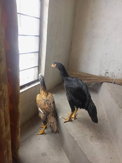 aseel cock and hen