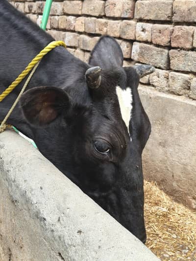 Pure Friesian cow for sale.