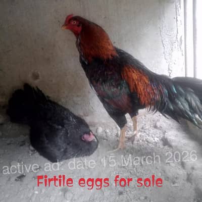 aseel eggs for sell . contact info only wartsapp: 0324 7564942