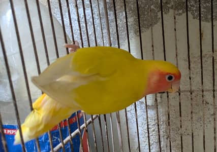 2 Love birds and 1 female Fischer