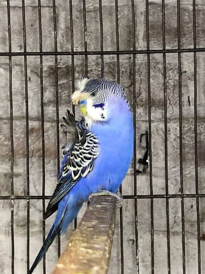 budgies/ Cocktail/ Love birds