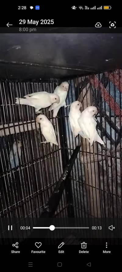 Albino black I Breeder pair available