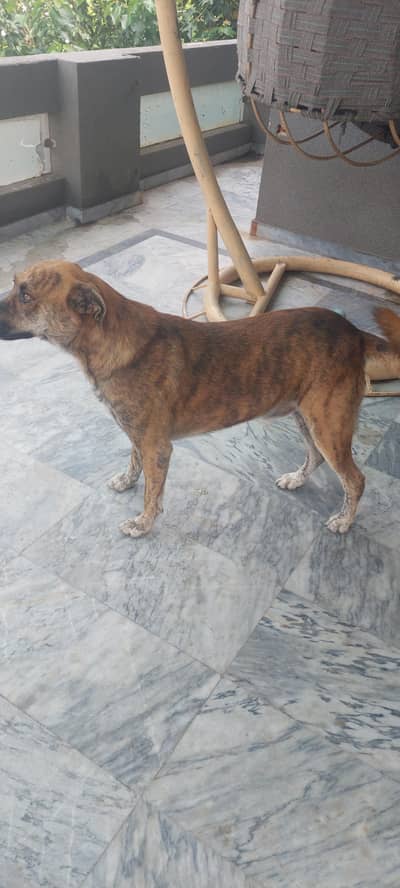 bully sena dog for sale