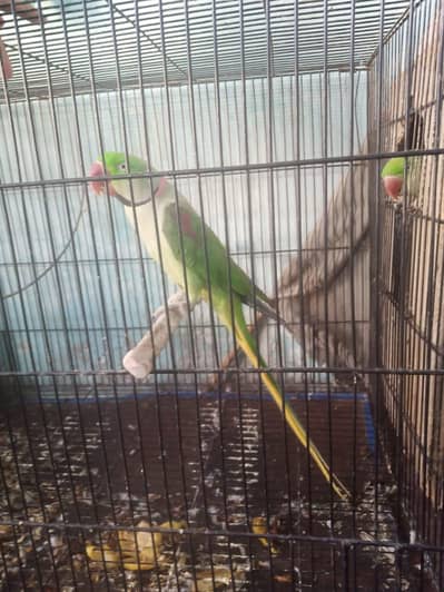 Breeding pair for sale