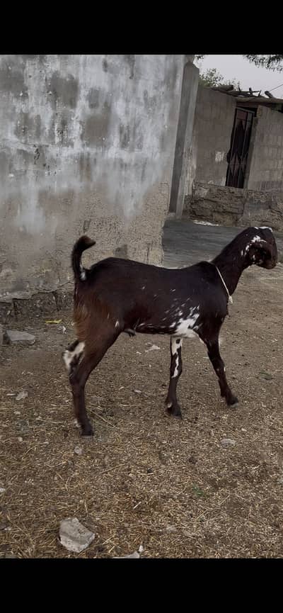 Blade Khassi Qurbani 2k26