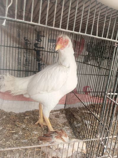 hera paper white femail for sale