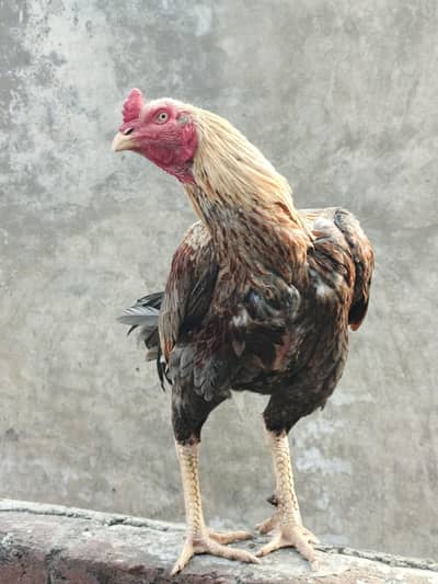 pure Pakistani or Thai cross patha