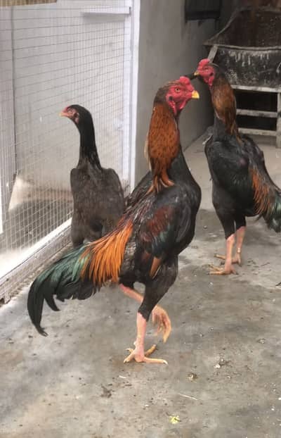 Fresh Shamo eggs only 500 each