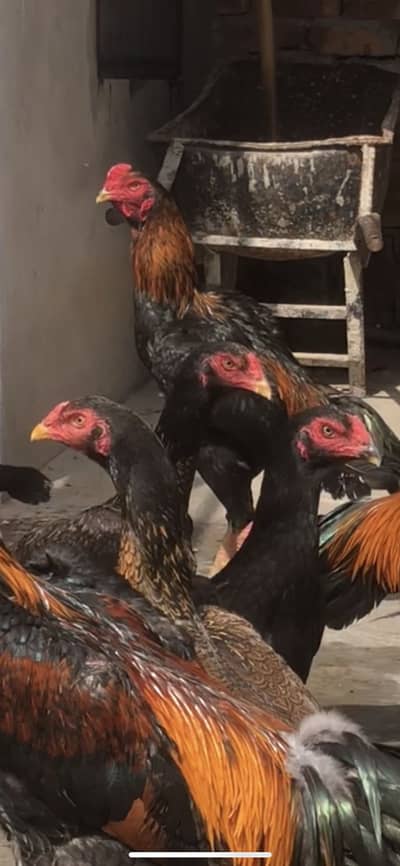 Fresh Shamo eggs only 500 each