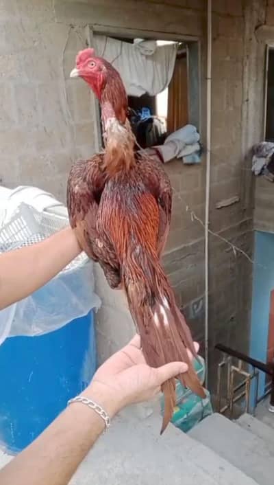 Aseel Peela Zehrila Murga Top Quality