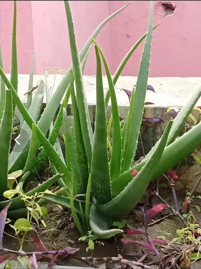 aoa, it's a home grown aloe Vera plants. it's very good for your skin