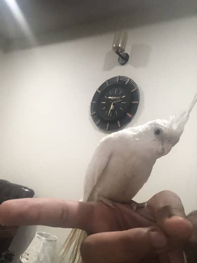 Cocktail Parrot + Cage