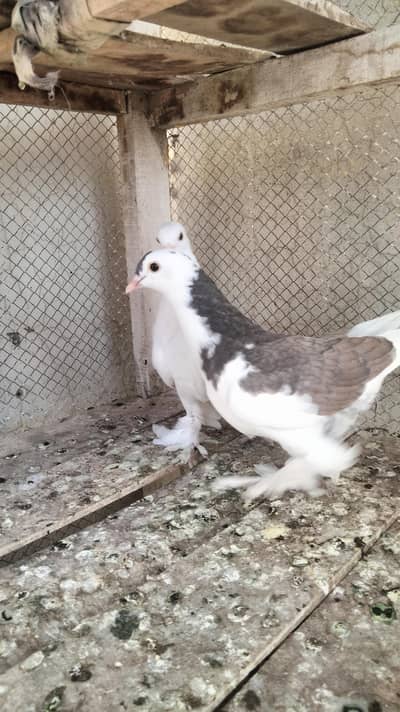 sirajiye kabootar / jora / pair of sirajiye kabootar