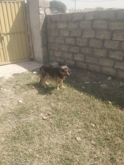 German shepherd male sale or exchange