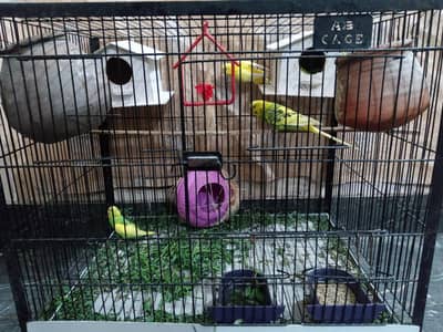 egg laying Australian parrot pairs  with cage
