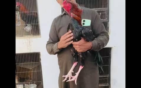 2 breeder 1 patha for sale 03147322389