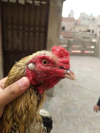 1 breeder 1 patha for sale 03147322389