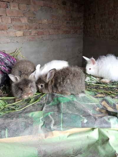 Fancy rabbit bunny pair