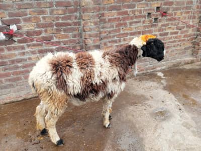 puar mundri bahir or ak chatra for sale