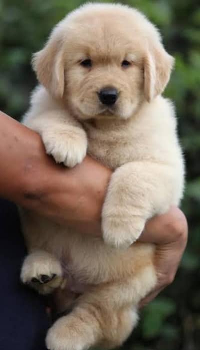 Pedigree Golden retrievers puppies high quality show class