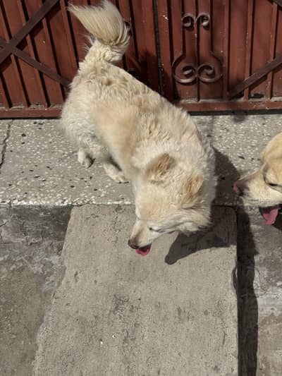 Beautiful Russian Female Dog (Ready to breed)