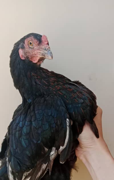 aseel female or Hera chicks