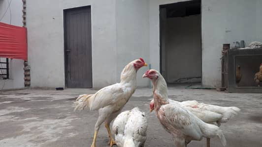 Aseel pure Pakistani