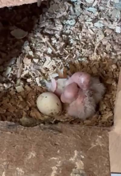 White eno cocktail chicks available