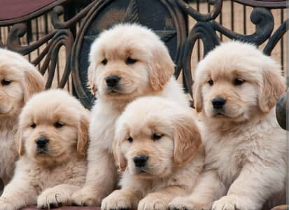 Pedigree Golden retriever puppies high quality show glass