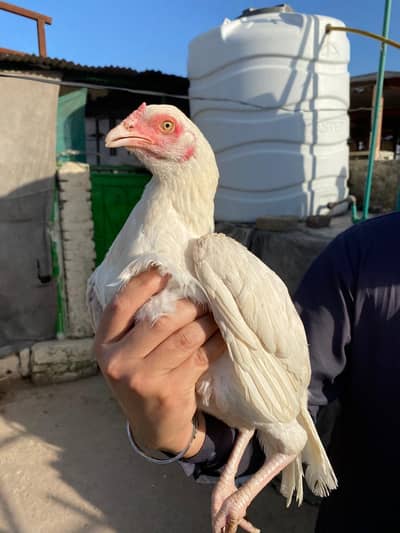 Heera Aseel, Heera Aseel Females, Aseel