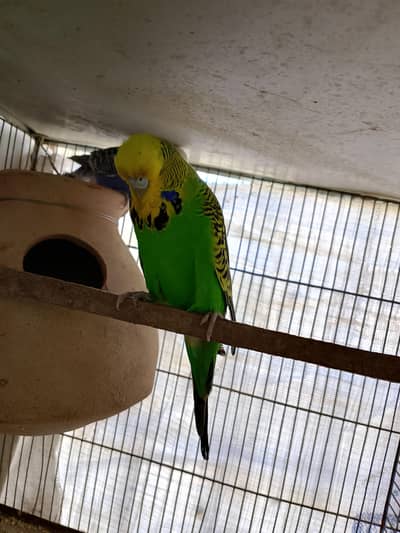 Exhibition budgie Female