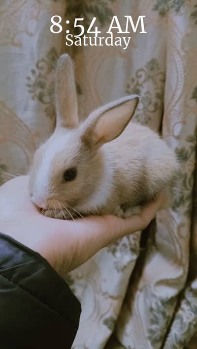 Male+Female+ Babies Rabbits