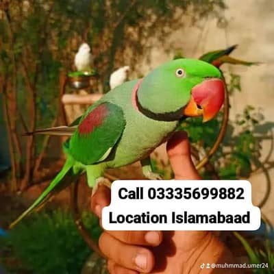 Hand Tamed Full Friendly Kashmiri Raw Male Parrot Jumbo Size