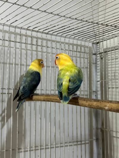 parblue opaline 100% Breeder Pair