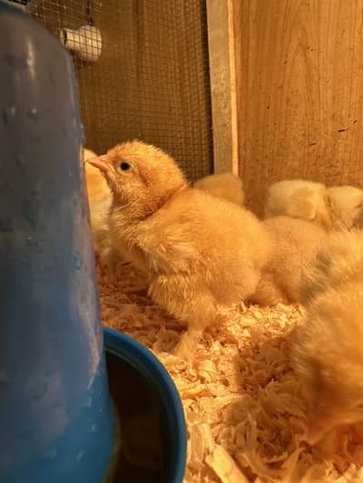 Golden buff chicks available