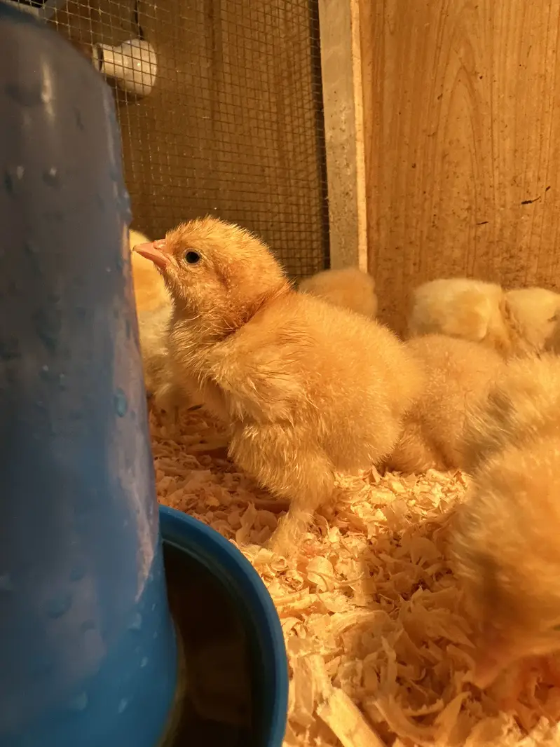 Top Quality Golden buff chicks available
