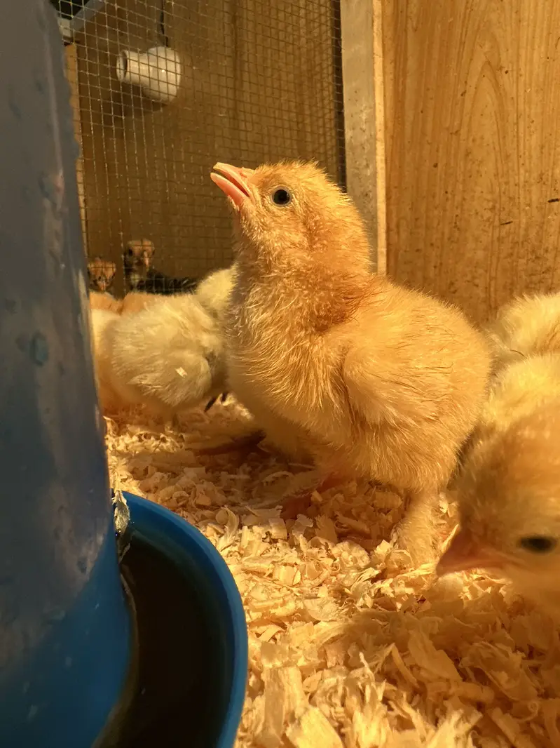 Top Quality Golden buff chicks available — photo 2